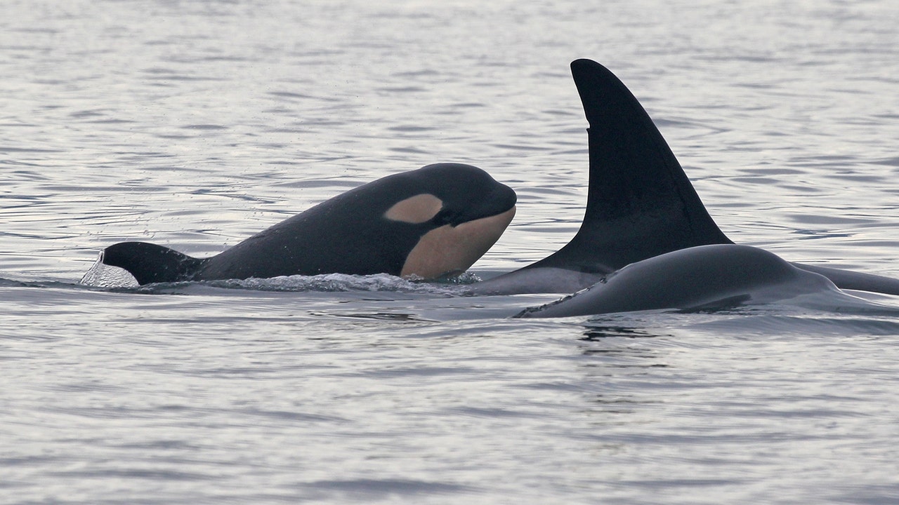 Baby Orca Whale