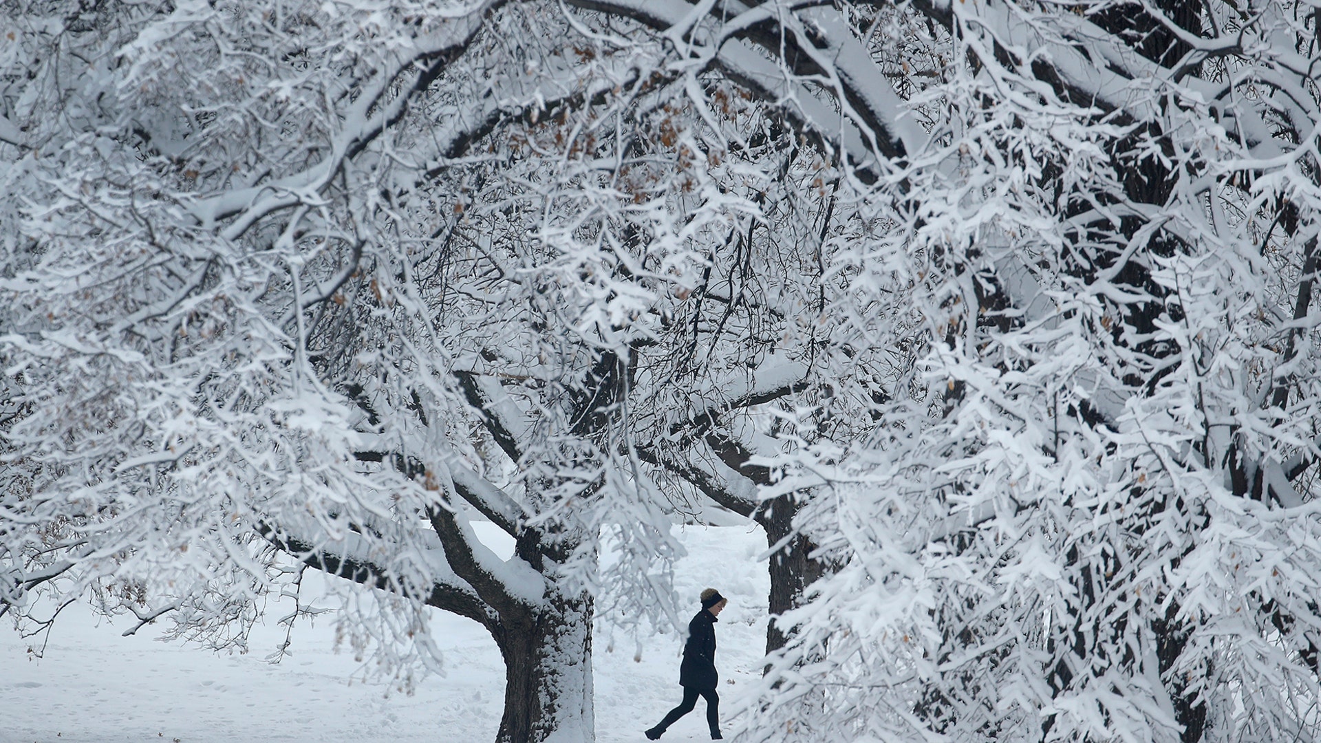 A person walks past snow-covered trees in Loose Park, Kansas City, Jan. 13, 2019. 