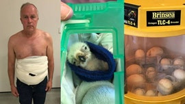 Former soldier turned smuggler jailed after being caught at Heathrow with 19 rare eggs strapped to body