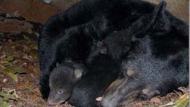 Alaska dad, son sentenced for killing mother bear, 'shrieking' newborn cubs