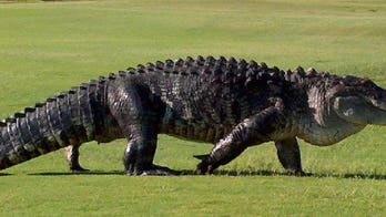 'Monster' alligator in Florida goes viral after South Carolina woman shares video of close encounter
