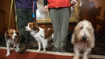 Westminster dog show welcomes two new breeds to competition