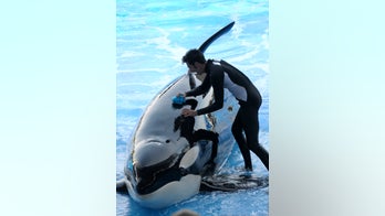 SeaWorld 'deeply saddened,' PETA outraged by death of Kayla the orca