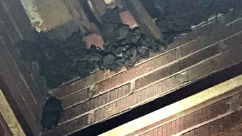 Infestation of 600 bats at Louisiana high school causes temporary closure, officials say