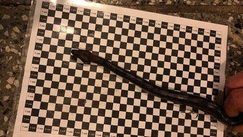 Passenger caught smuggling live snake in pants onto flight