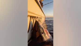 South Carolina fisherman hooks massive great white shark: 'It's like hooking an elephant'