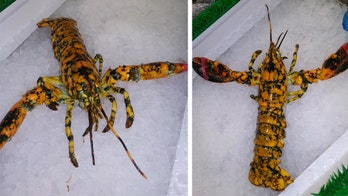 Rare calico lobster found at Maryland market, donated to aquarium