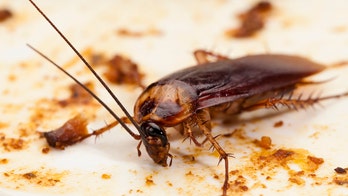 Conservation center letting people name cockroaches after their ex
