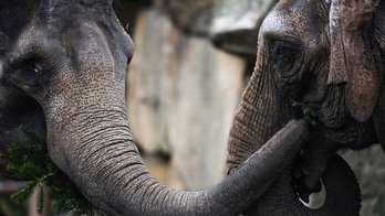 Zoo elephants eat Berlin's leftover Christmas trees