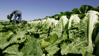 Romaine lettuce E. coli outbreak tied to California region hits 67 cases