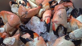 Florida red tide hurts stone crab industry