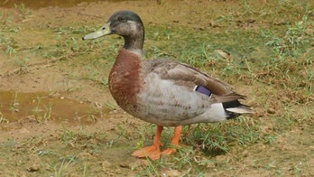 Trevor, the 'world's loneliest duck,' dies in dog attack