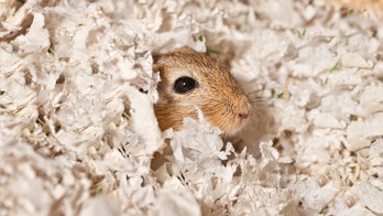 British police rescue 'hungry gerbil' after owner is jailed
