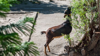 Californians start 'Goat Fund Me' to bring in animals as wildfire prevention