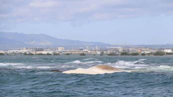 Hawaii swimmers stealing dead whale's teeth, climbing on body warned to stay away as dozens of sharks swarm