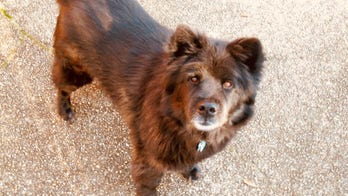 The unforgettable reason why a dog named 'Spooky' was saved