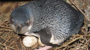 Little blue penguins stolen after thieves used crowbar to break into nest