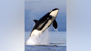 Dismal outlook for Puget Sound orcas as 2 more likely to die by summer