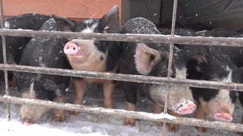 2020 presidential candidates court Iowa farmers by blasting US-China trade war