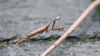 More than 100 praying mantises hatch on Christmas tree in Virginia home, woman says