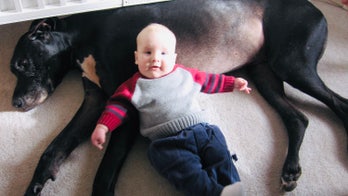 We thought we were rescuing a Great Dane but here's the incredible thing that happened next