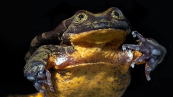 World’s ‘loneliest’ frog, Romeo, finally has his Juliet