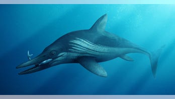 240M-year-old 'megapredator' had 12-foot reptile in its stomach