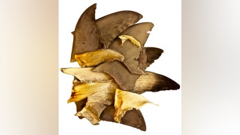 Shark shocker: Endangered species sold in UK fish and chip shops