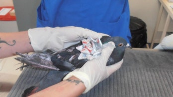 Birds found 'decorated' with Christmas trinkets around necks, wings in New Zealand