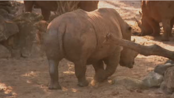 Child injured after fall into rhino exhibit at Florida zoo: officials
