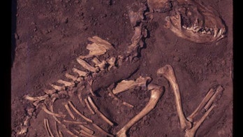 Dogs were domesticated in North America 10,000 years ago, study says