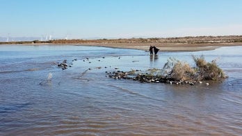 California officials collect more than 1,000 dead birds following outbreak of contagious, bacterial disease