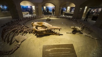 Ancient, 50-foot-long whale crushed baby whale skulls for dinner