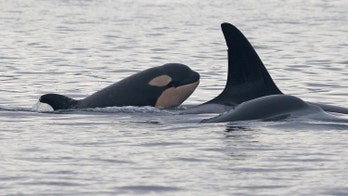 Newborn orca spotted off Seattle coast. Will the baby survive its 1st year?