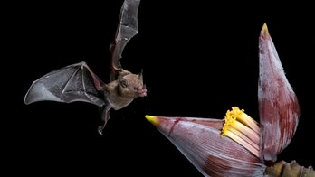 Incredible images show bat drinking nectar from a flower