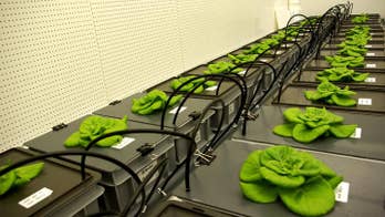 Astronauts could be growing beans in space in 2021