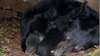Alaska dad, son sentenced for killing mother bear, 'shrieking' newborn cubs