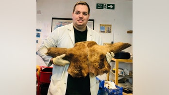 Ancient 150,000-year-old buffalo skull found in England
