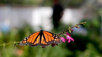 Rapidly declining insect populations spell catastrophe for 'the survival of mankind,' scientists warn