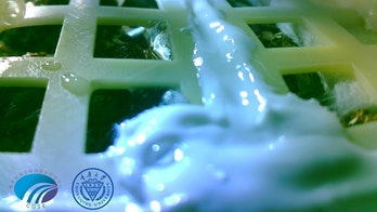 China's Moon plants are dead after freezing temperatures killed them