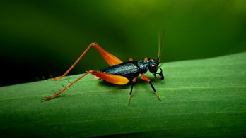 ‘Sonic weapon’ used on US diplomats in Cuba may instead have been crickets, scientists say