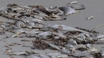 Florida red tide prompts cleanup of dead fish from Gulf Coast beaches: reports