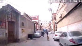 Heroic dog guides ambulance to save his unconscious owner