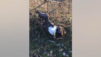 Bald eagle in Missouri found caught in fence may have ingested poison, officials say
