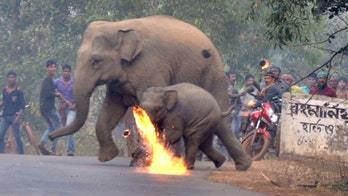 Indian village mob lobs firebombs at mother, baby elephants to protect their property