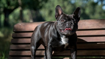 Bulldogs' screwy tails have been linked to a genetic disease in humans