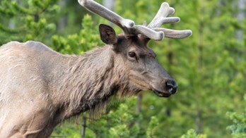 Hundreds of elk seen streaming across road in video