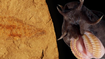 100-million-year-old Hagfish complete with slime kit discovered