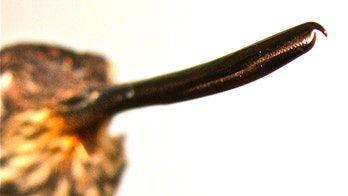 Hummingbirds are evolving ‘weaponized’ beaks with teeth for fighting