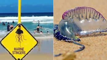 Thousands stung by 'wall' of jellyfish in Australia